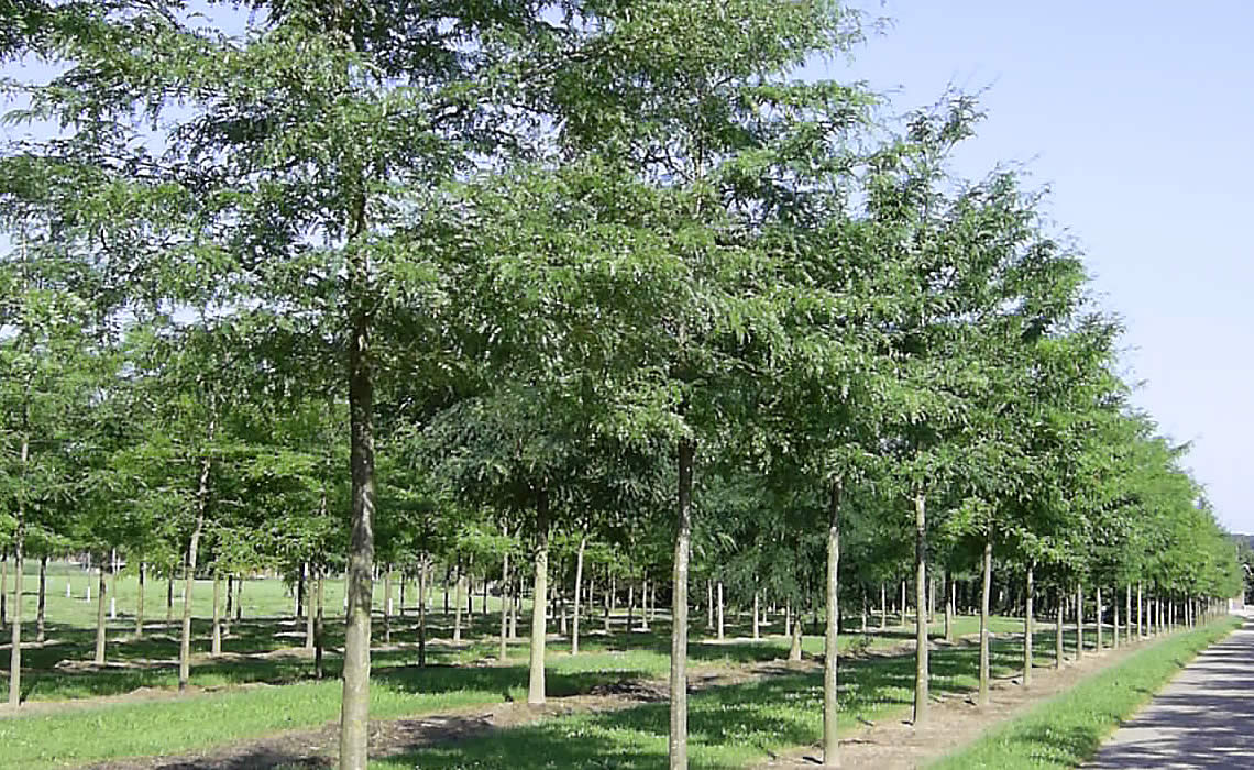 Choosing Trees for Wet Ground Hortlands