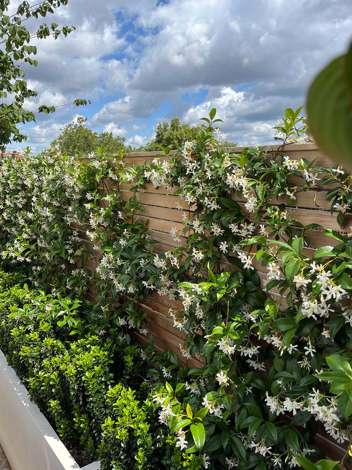 Landscaping Garden Transformation in Chelsea