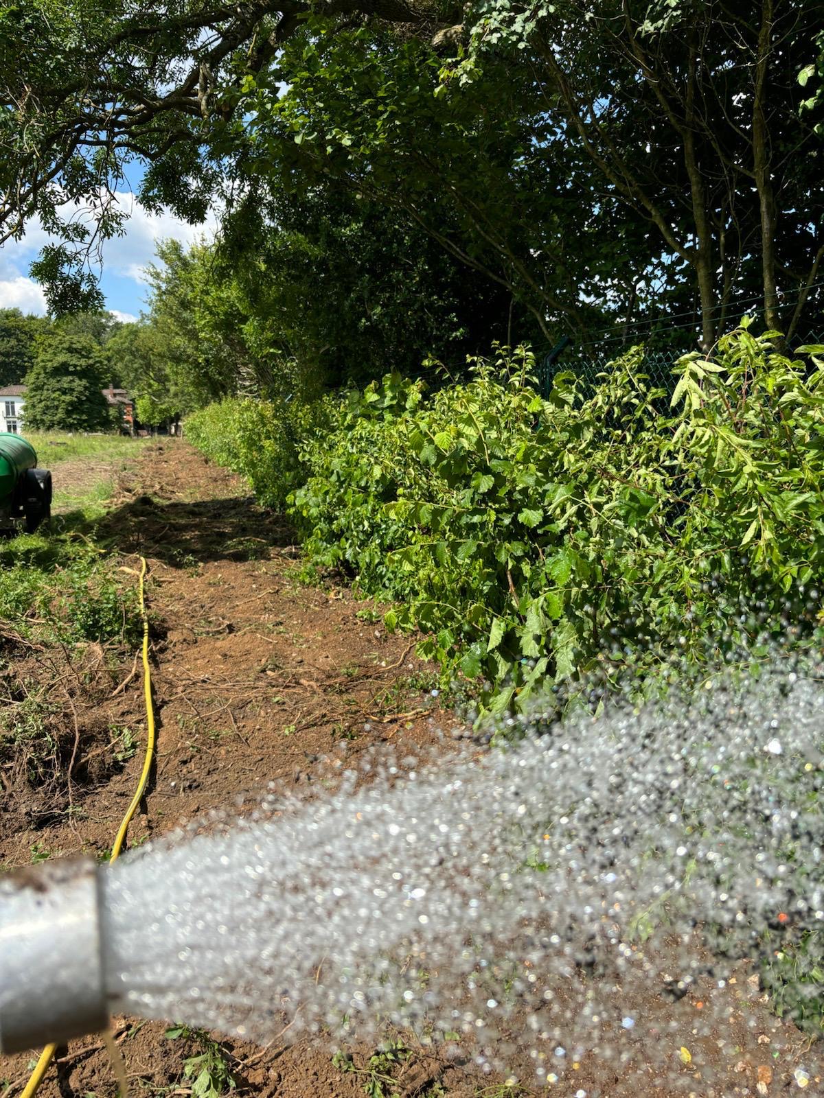 Mixed Native Instant Hedge Supply & Installation