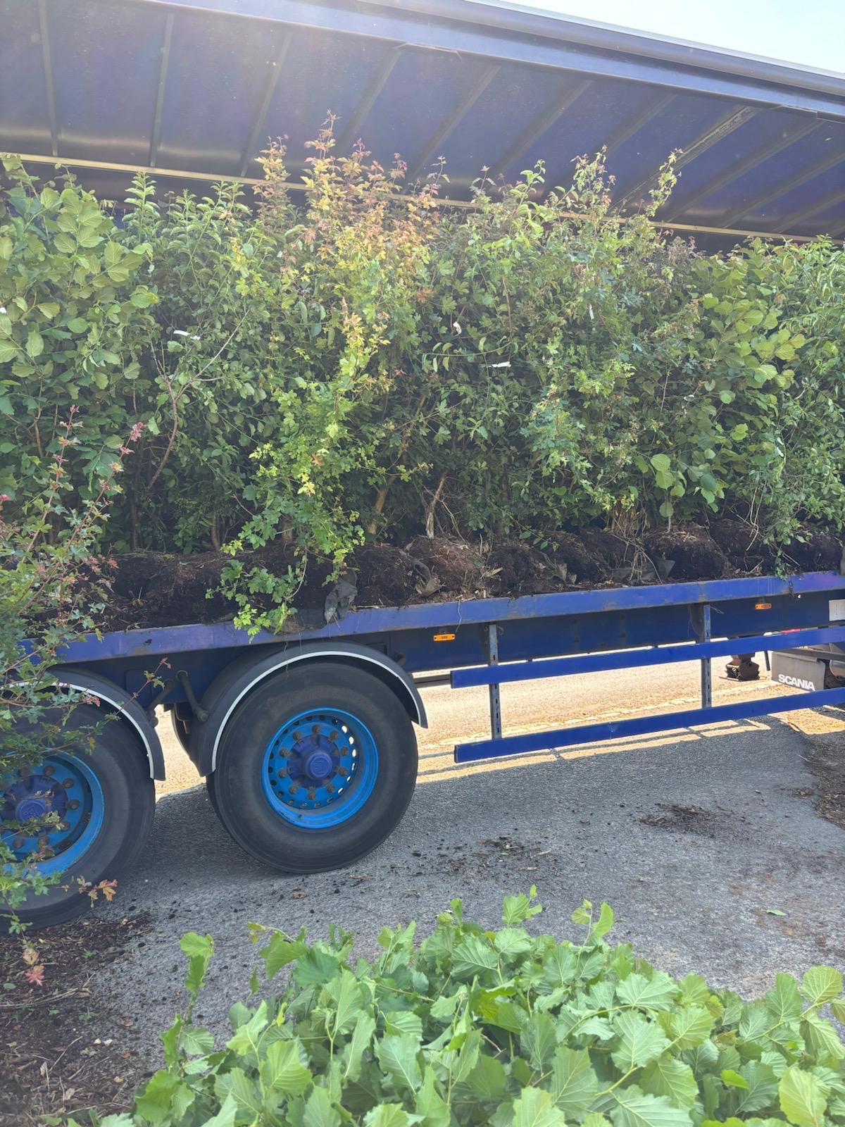 Mixed Native Instant Hedge Supply & Installation