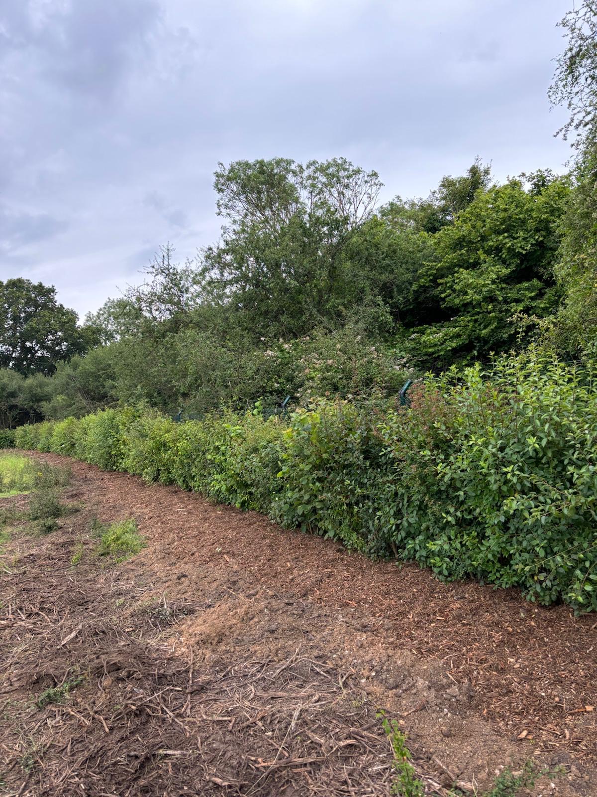 Mixed Native Instant Hedge Supply & Installation