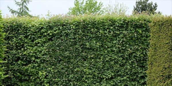 Field Maple