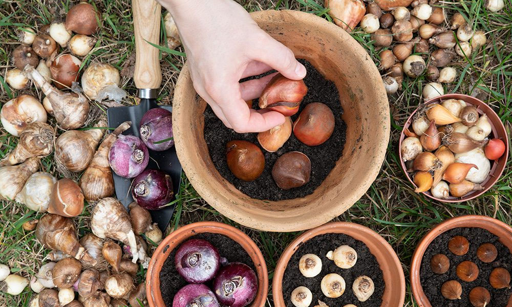 What to Plant in Autumn