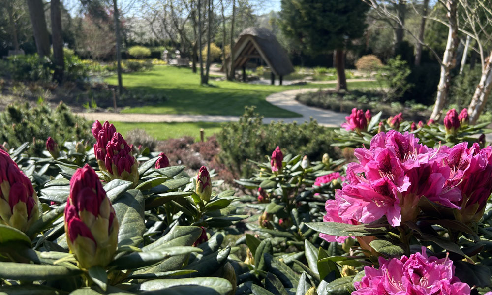 Garden Landscaping, Planting & Irrigation