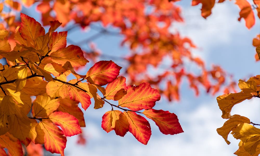 The Best Trees for Autumn Colour in UK Gardens