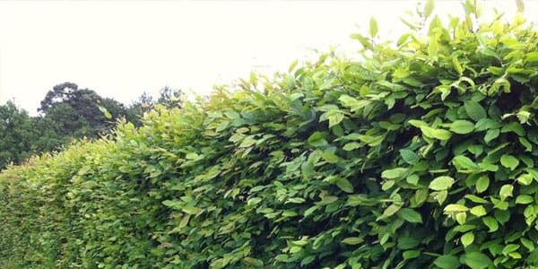 Hornbeam
