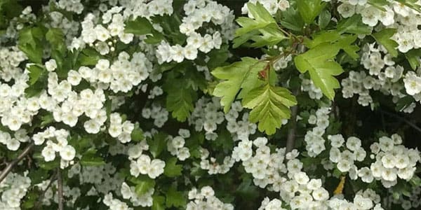 Hawthorn