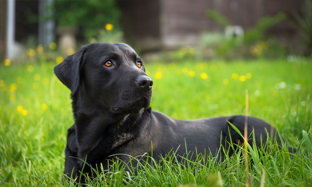 Dog-friendly garden