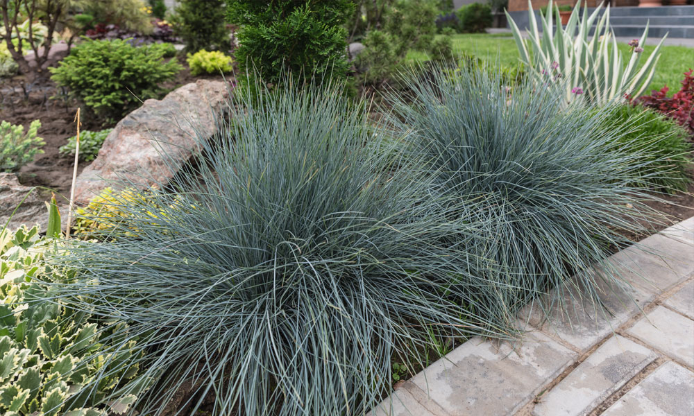 Grasses