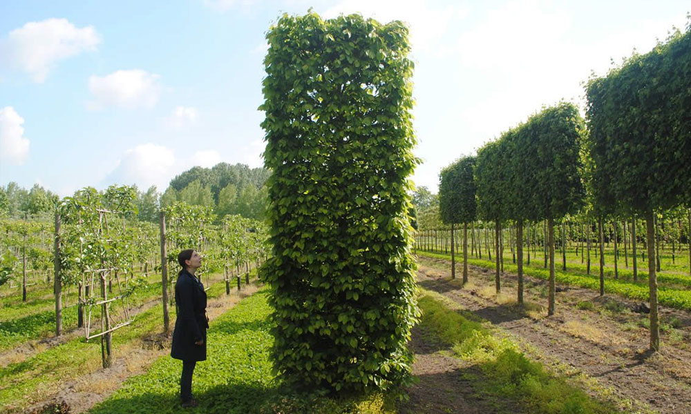 Carpinus Betulus / Hornbeam