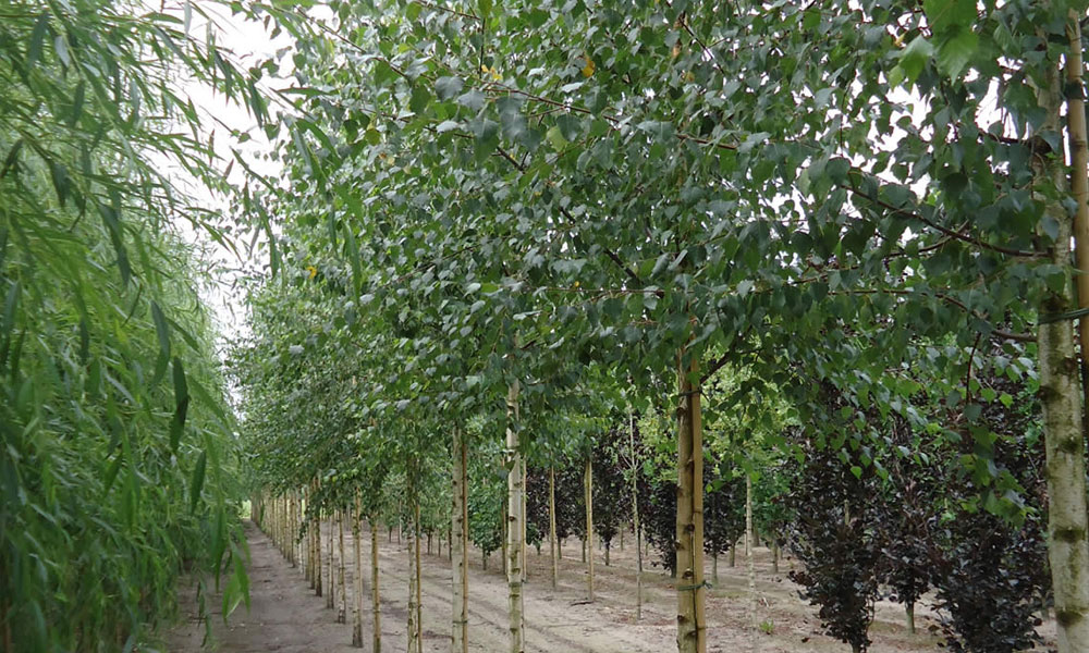 Horse Friendly Hedges & Trees