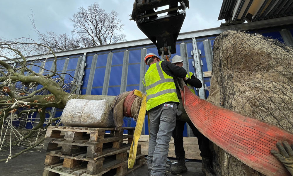 Semi-Mature Tree Planting in Henley-on-Thames