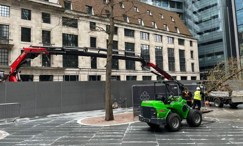Urban Tree Rejuvenation & Semi-Mature Tree Planting