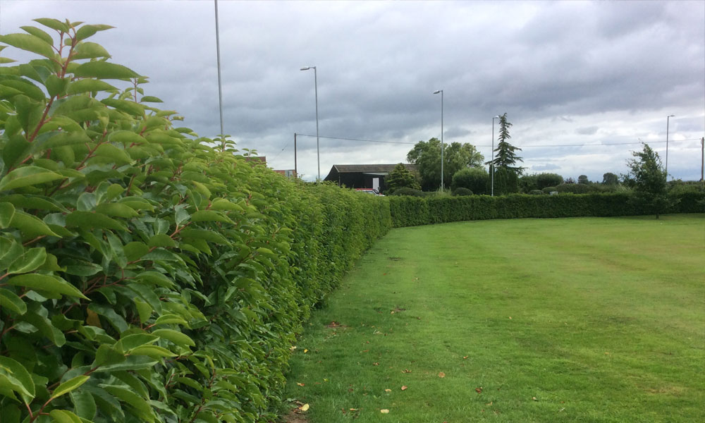 Boundary Hedge Installation Project