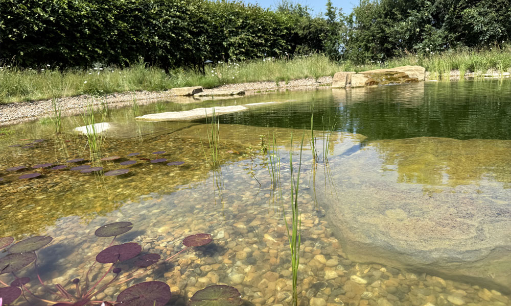Swimming Pool to Swimming Pond Transformation