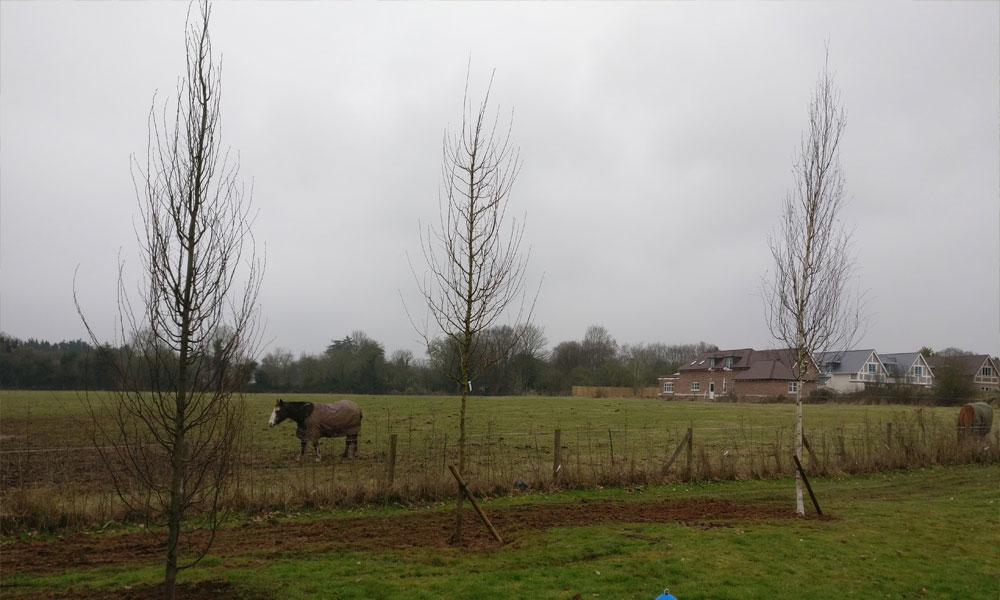 Privacy Screen Tree Planting Project