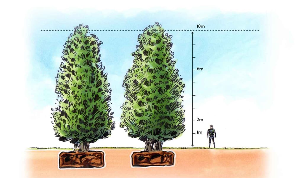 What Do Tree Sizes Mean?
