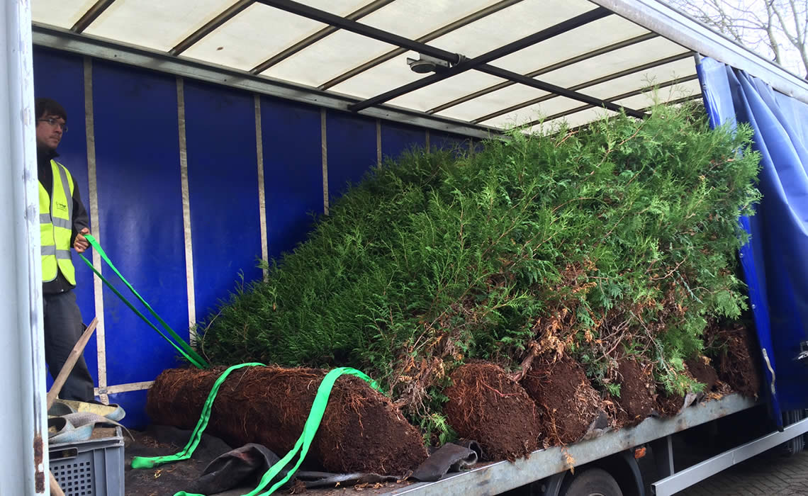 Elveden Instant Hedge Installation