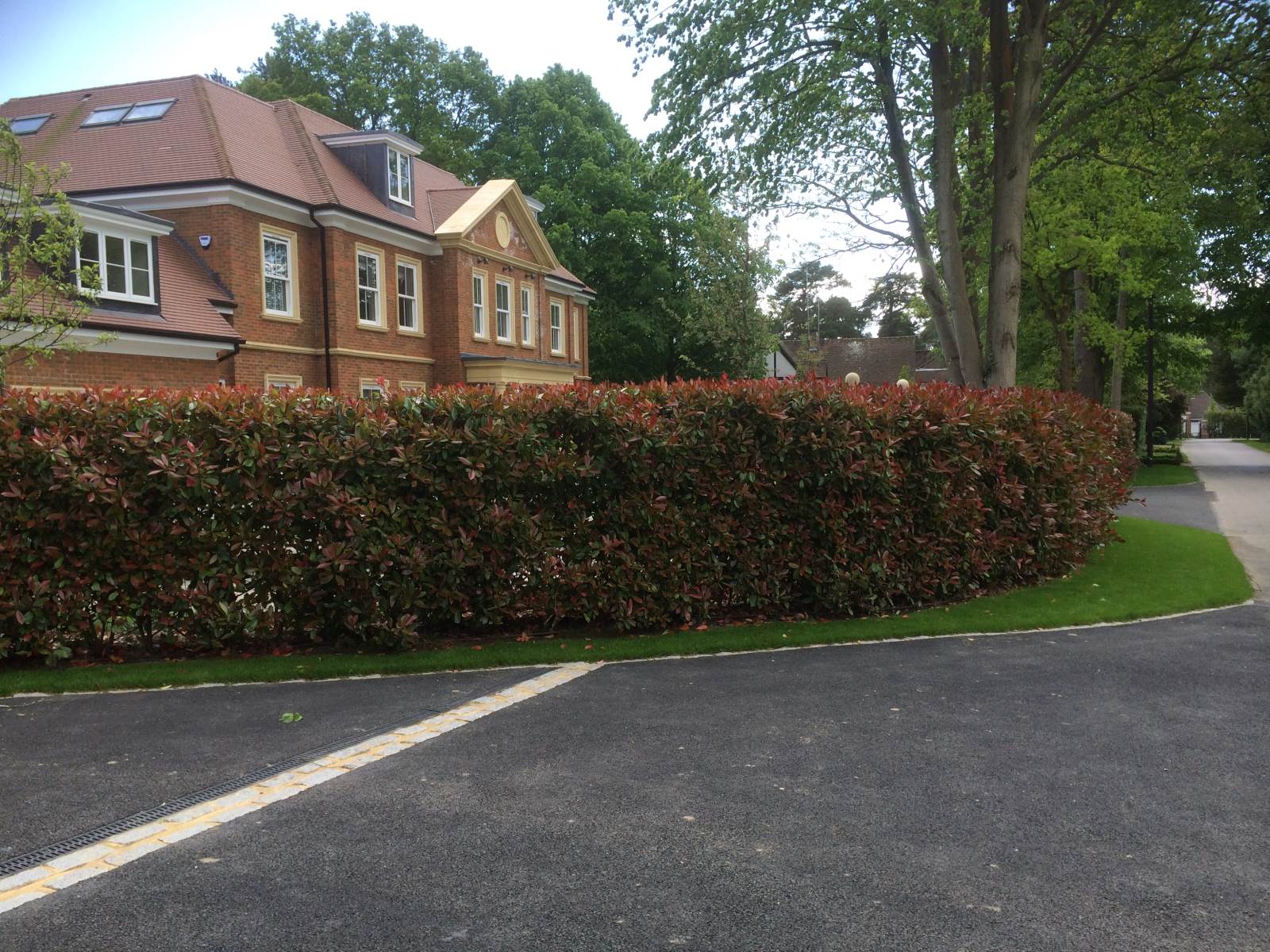 Instant Hedge Supply & Installation in Virginia Water