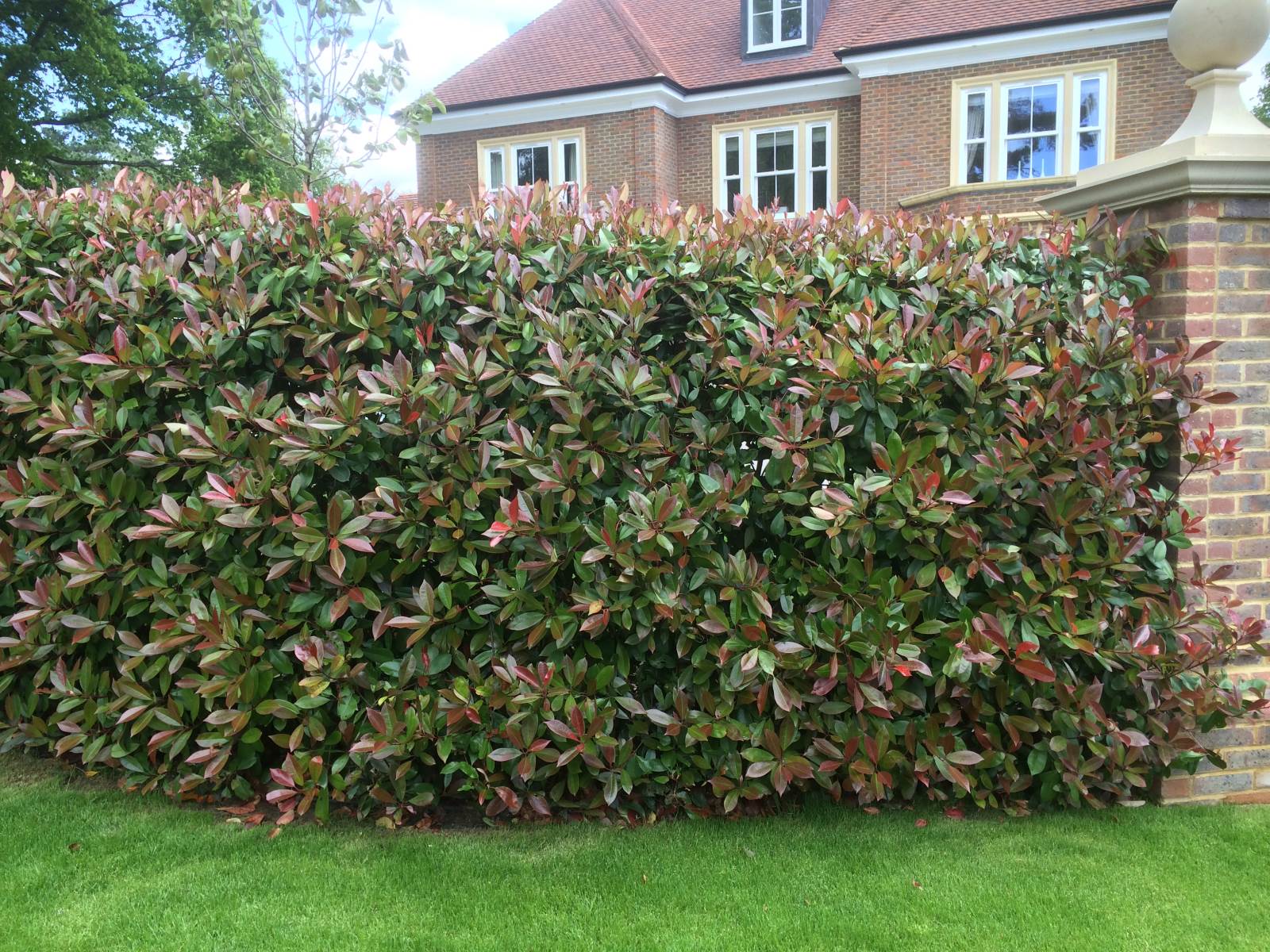 Instant Hedge Supply & Installation in Virginia Water