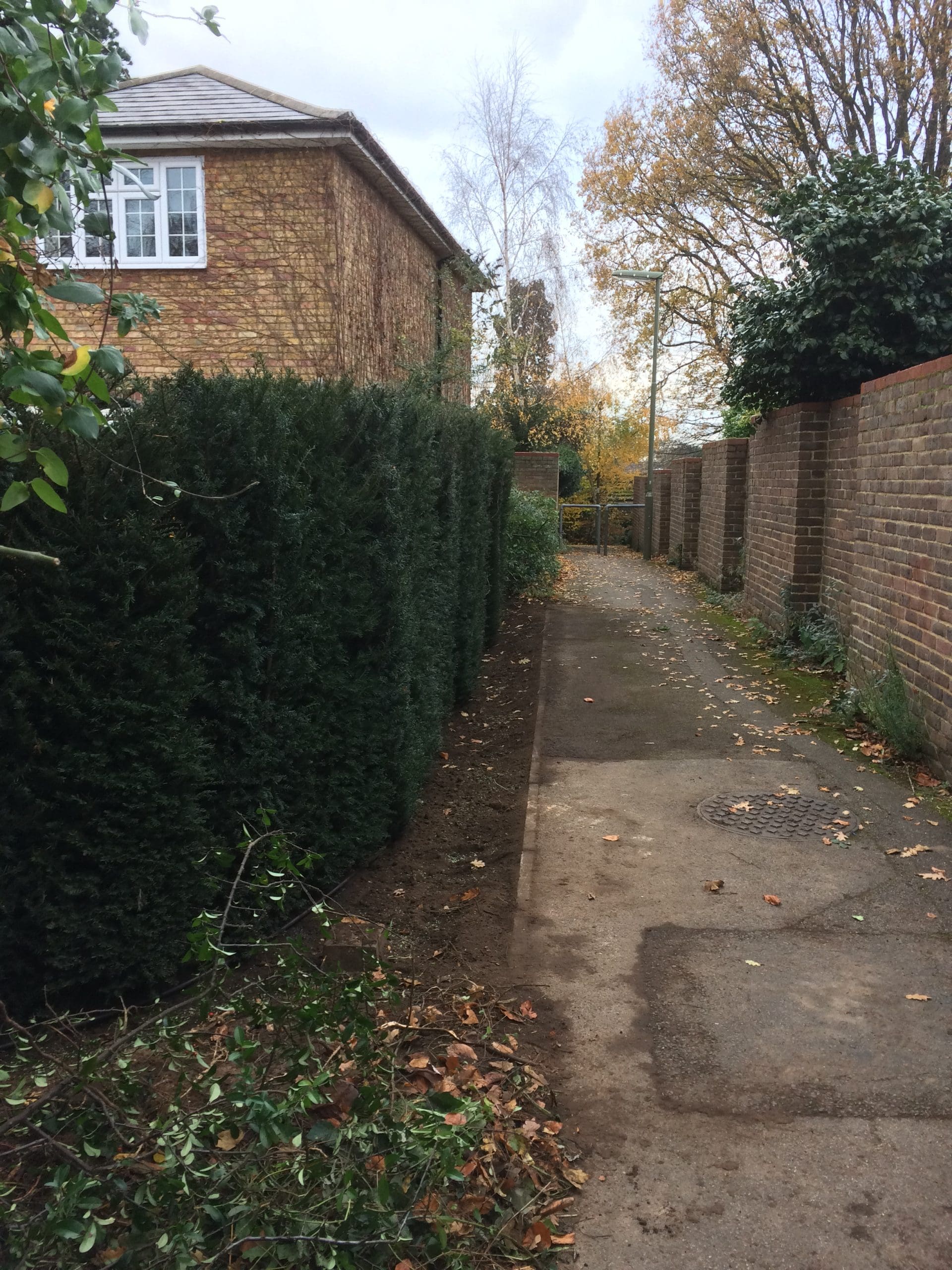 Instant Hedge Supply & Planting in Weybridge, Surrey