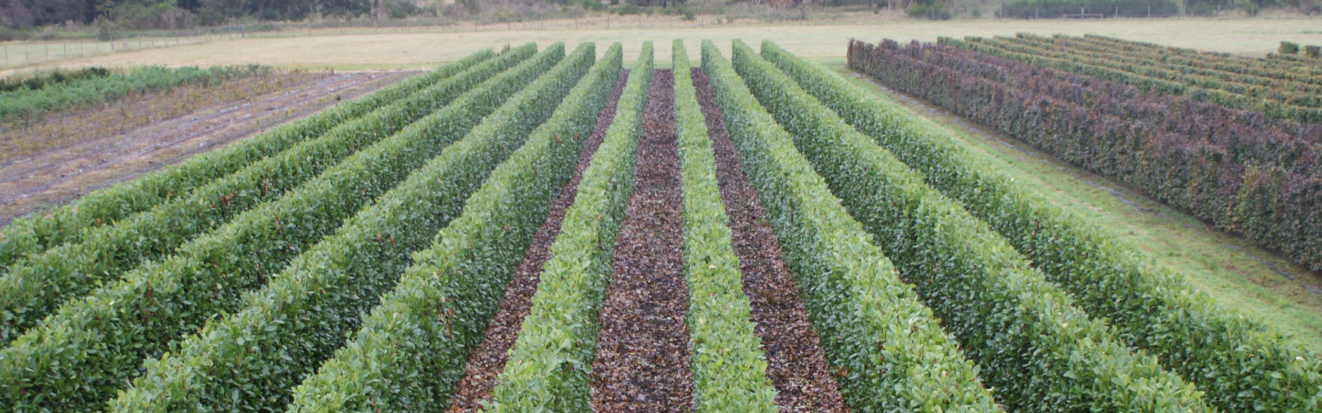 Hortlands