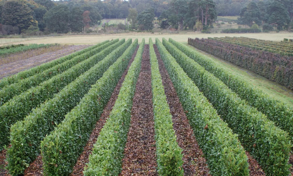 Instant Hedges