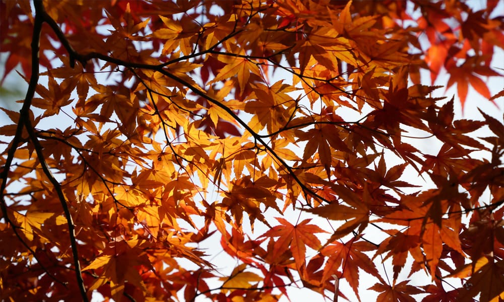 Japanese Maple
