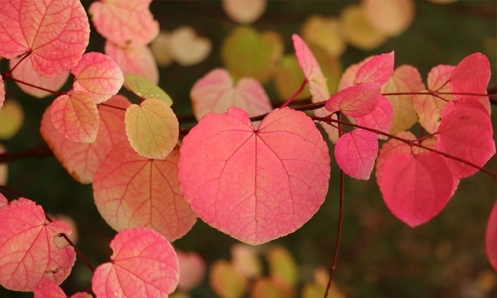 Katsura