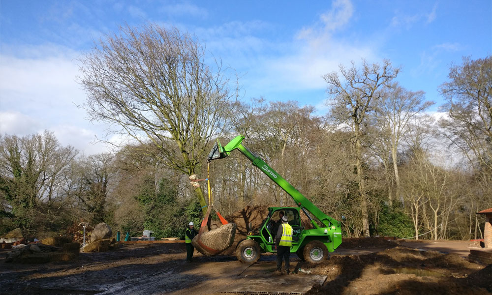 Large Tree Moving & Planting