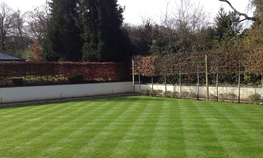 Lawn Care & Maintenance