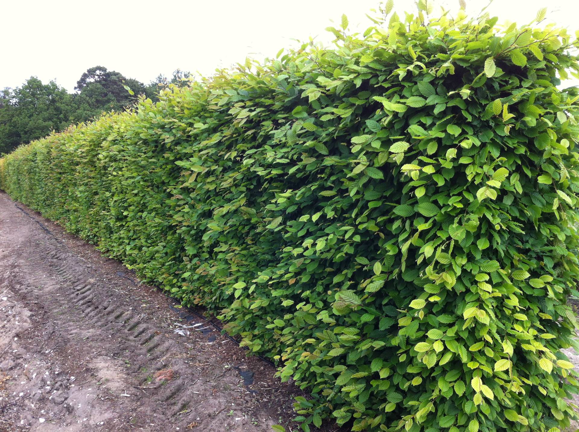 Hedge Planting in Penn, Buckinghamshire