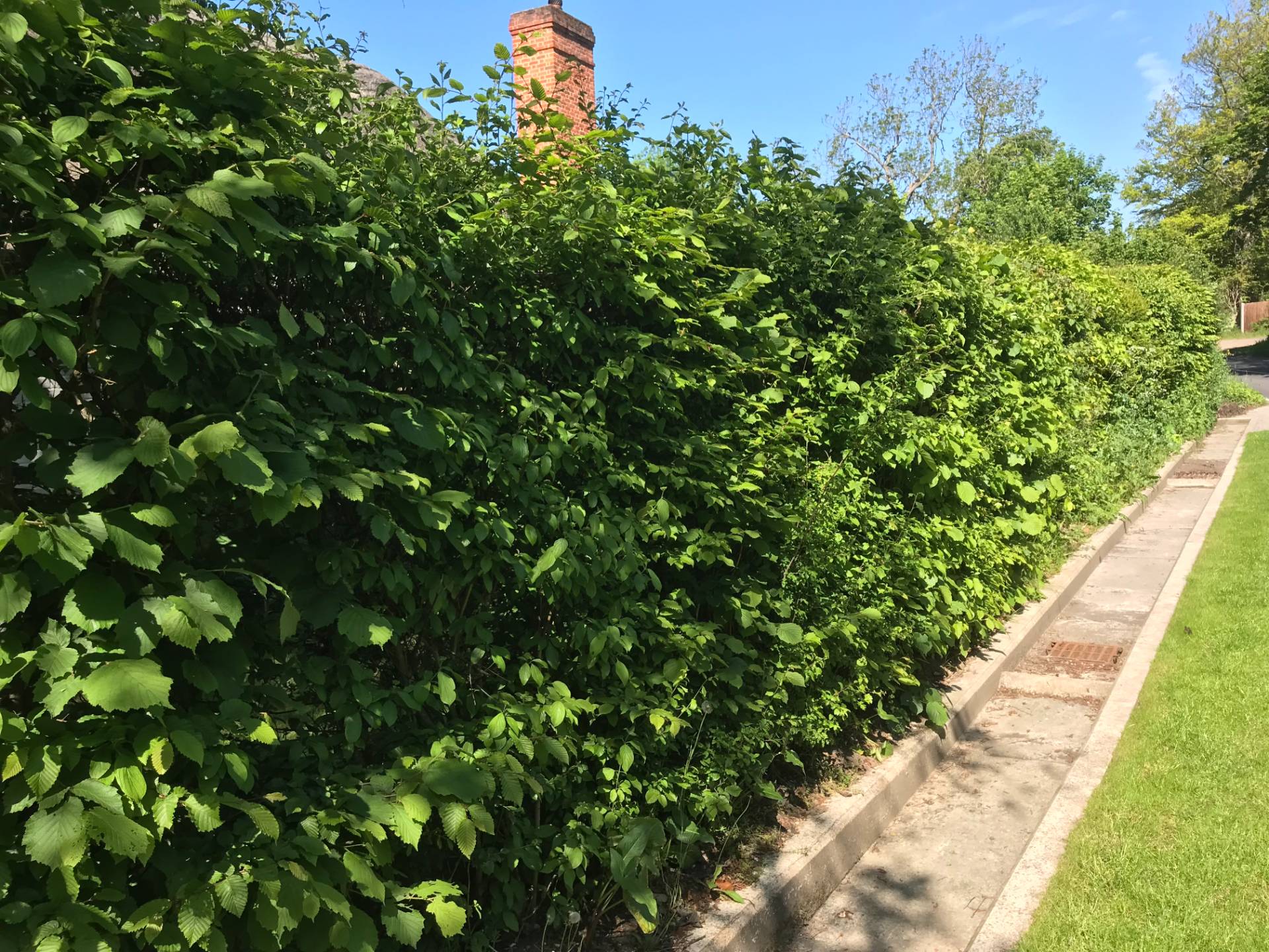 Hedge Planting in Penn, Buckinghamshire