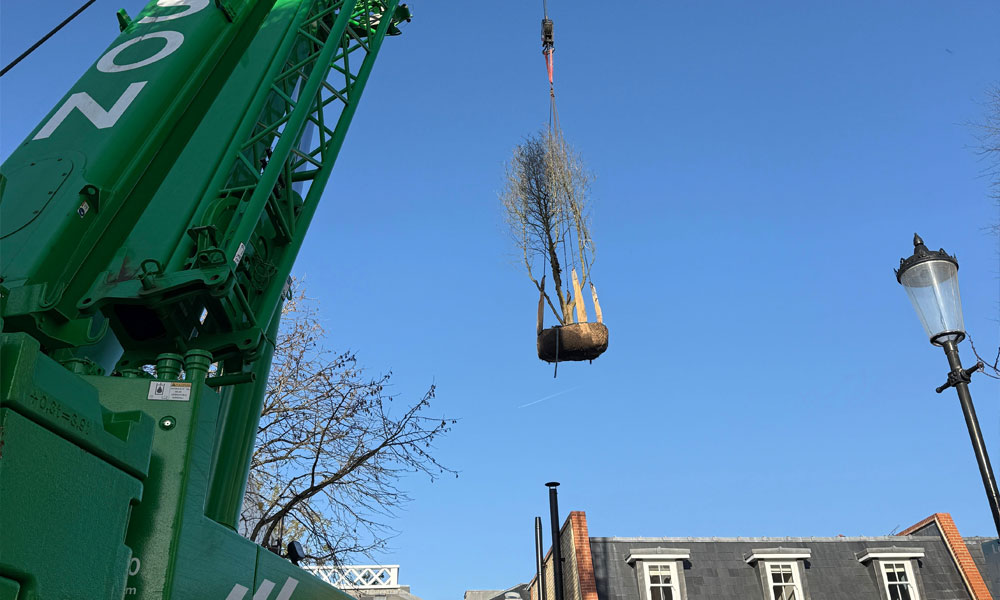 Mature Tree Planting Project in Chelsea by Hortlands