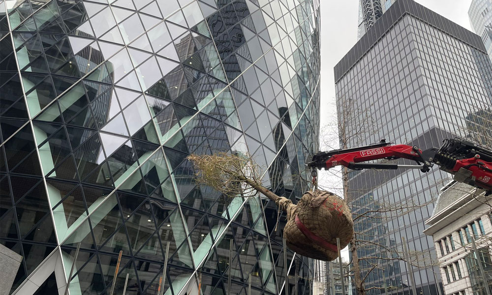Replacing and Rejuvenating Trees at The Gherkin
