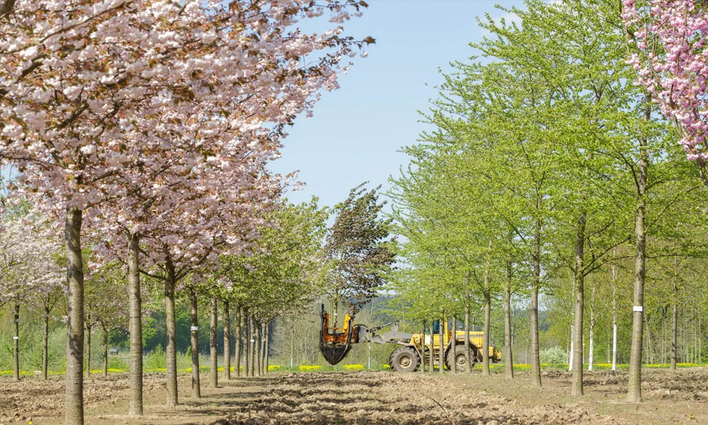 Mature Tree Planting Services