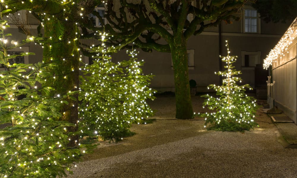 Planting Norway Spruce in the UK: A Guide for Estate and Garden Owners