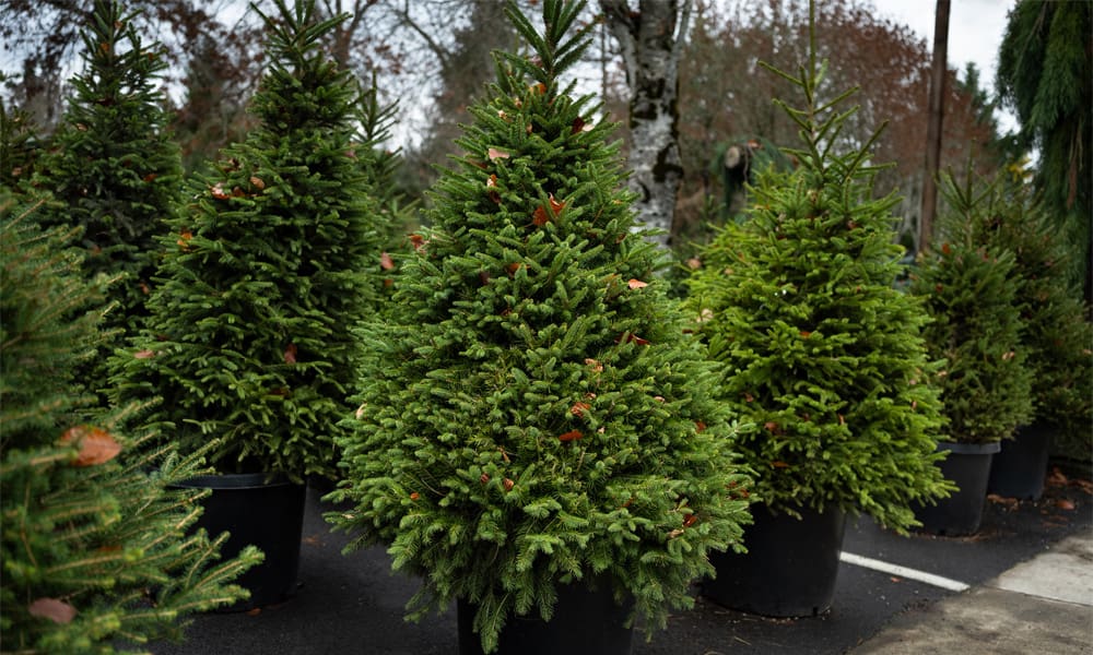 Why Norway Spruce Still Earns Its Place