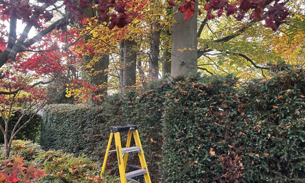 October: Autumn Clearance and Tree Planting