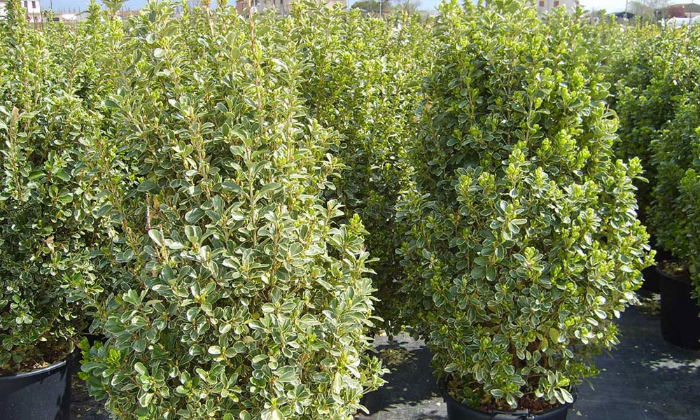 Plants for Coastal Areas