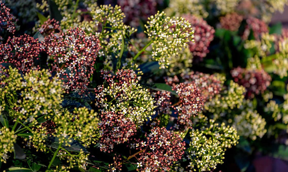 The Best Plants For Shaded Areas
