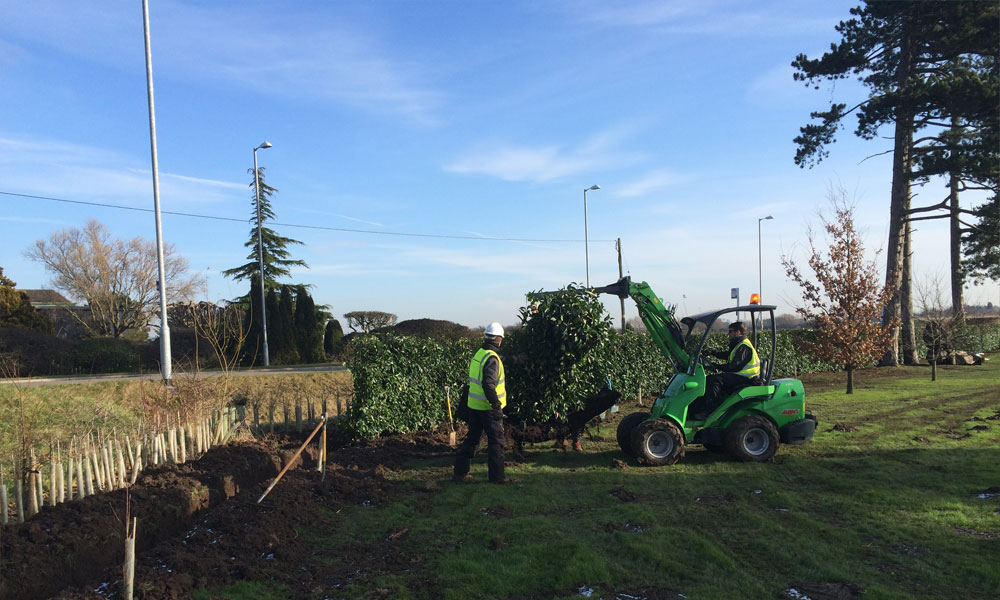 Boundary Hedge Installation Project