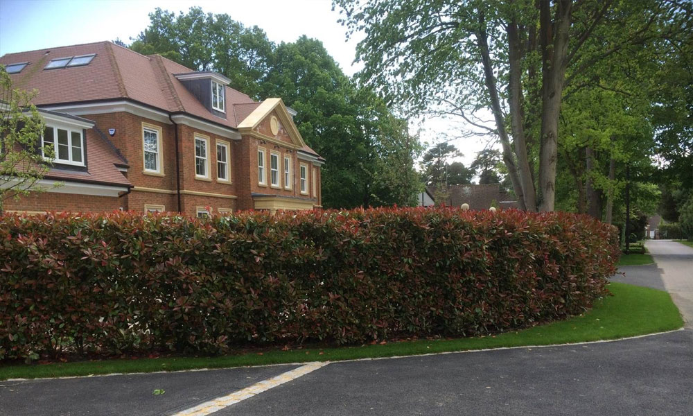 Instant Hedge Supply & Installation