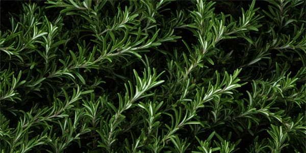 Rosemary