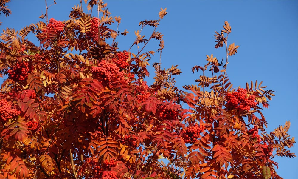 Rowan