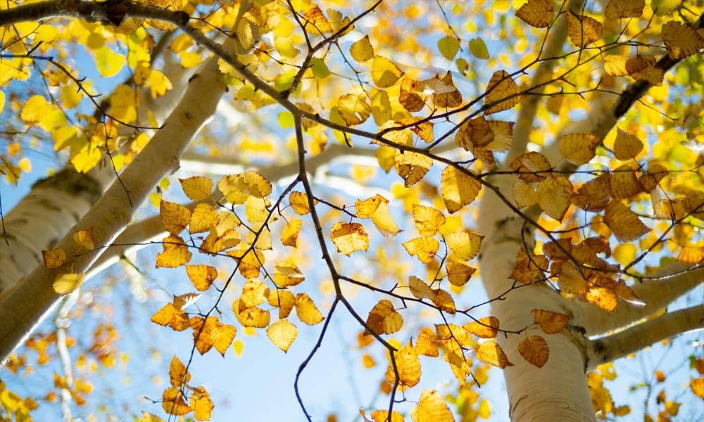 Silver Birch