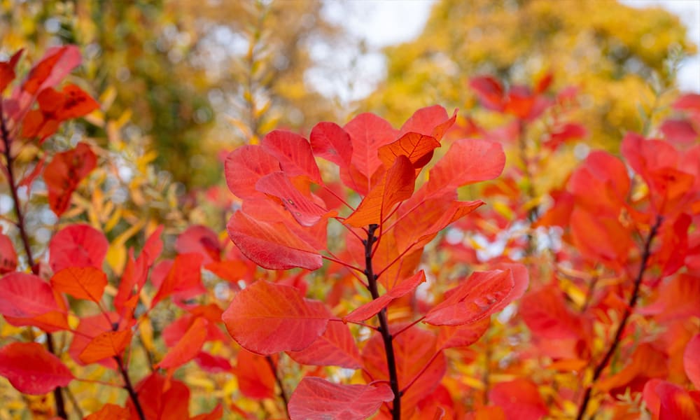 Smoke Bush