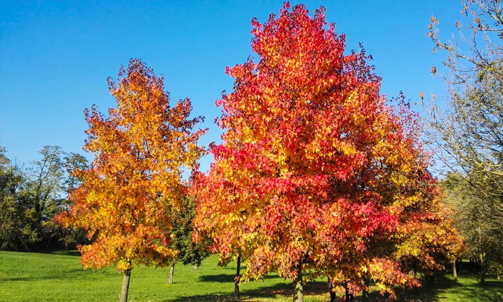 Sweetgum
