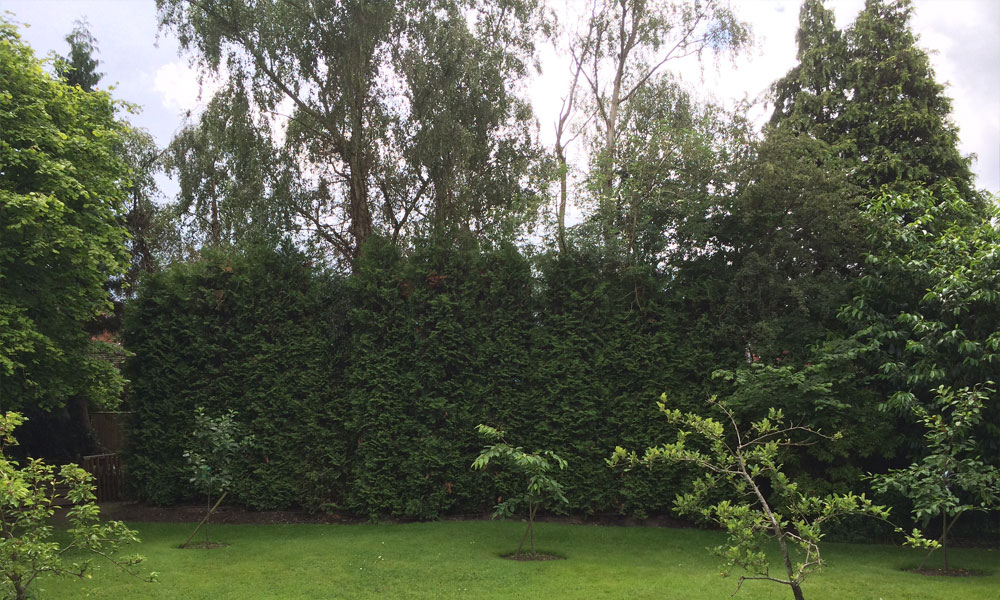 Thuja Instant Hedge Privacy Screen