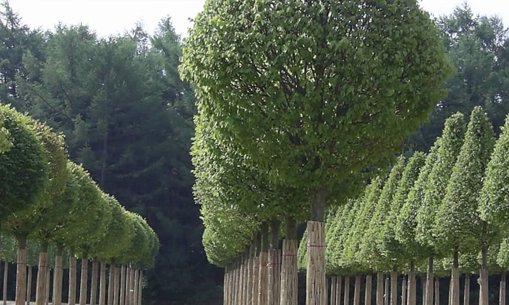 Tree Guards & Shelters